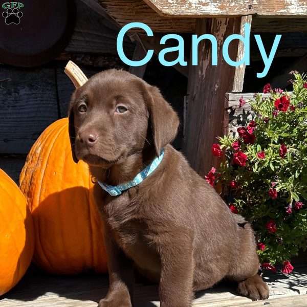 Candy, Chocolate Labrador Retriever Puppy